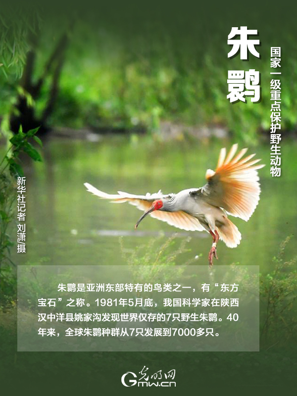 【海報】國際珍稀動物保護(hù)日|以“珍惜”守護(hù)“珍稀”