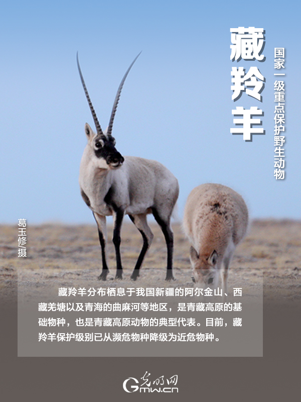 【海報】國際珍稀動物保護(hù)日|以“珍惜”守護(hù)“珍稀”