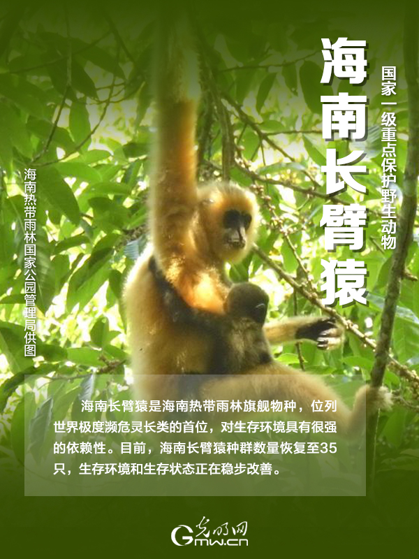 【海報】國際珍稀動物保護(hù)日|以“珍惜”守護(hù)“珍稀”