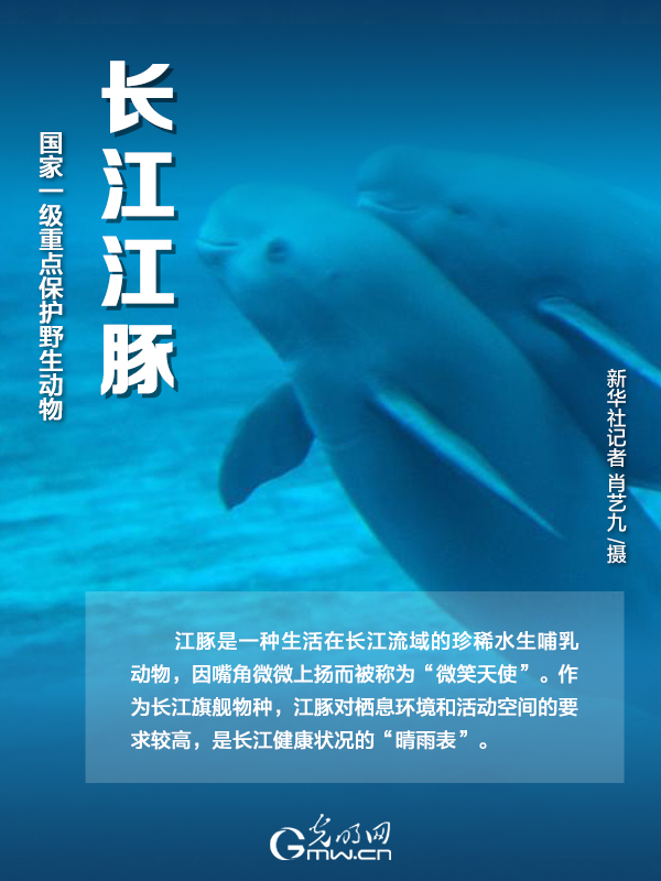 【海報】國際珍稀動物保護(hù)日|以“珍惜”守護(hù)“珍稀”