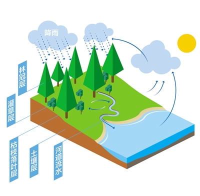 森林為什么是“水庫”？
