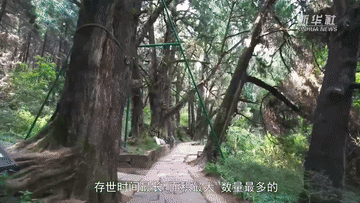 習近平講述的故事|青蒼簇擁越千年