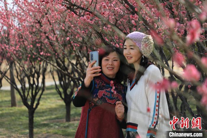 市民在梅花樹(shù)下拍照?！∴囆?qiáng) 攝