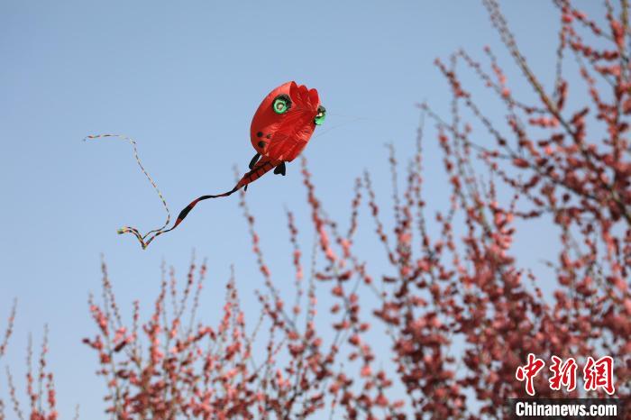 風(fēng)箏在花中飛舞?！∴囆?qiáng) 攝