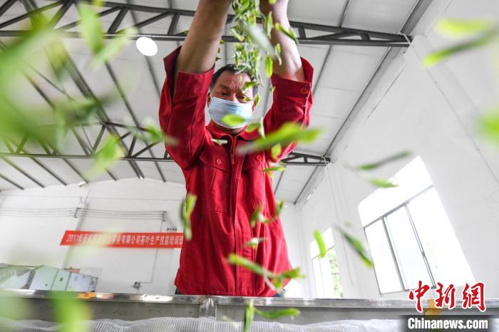 村民將茶葉攤青晾干?！钊A峰 攝