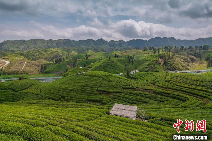 貴定縣云霧茶園?！√普?攝