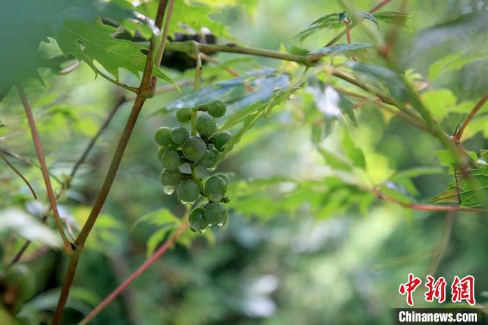 野生動物在北京:如何筑牢生物多樣性“保護網(wǎng)”?