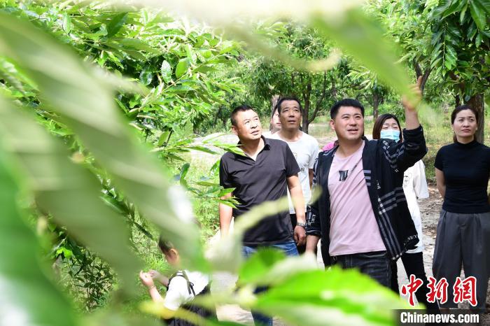 游客在欣賞栗樹花?！『略破?攝