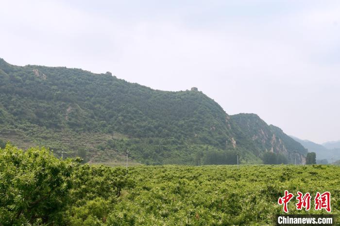 長城腳下萬畝栗花綻放，散發(fā)出淡淡清香?！『略破?攝