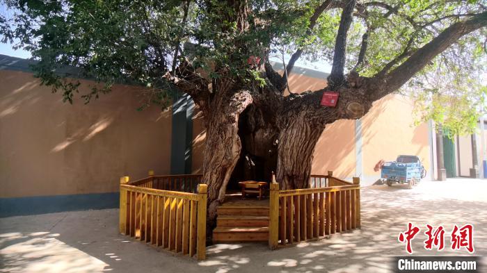 圖為阿河灘地質(zhì)文化村樹齡高達(dá)800年的空心古榆樹。　張海雯 攝