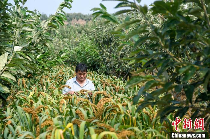 農(nóng)業(yè)專家劉正理正在查看谷子生長情況。　趙亮 攝