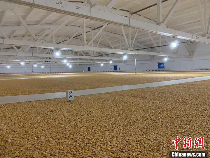 倉內(nèi)清涼干爽、遍地金黃，上千平方米的糧食盡收眼底?！⊥趸萘?攝