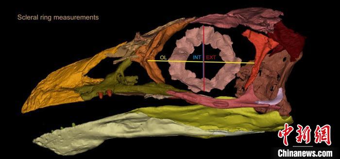 熱河鳥STM3-8化石標本的鞏膜環(huán)復原及測量示意圖。　胡晗 供圖