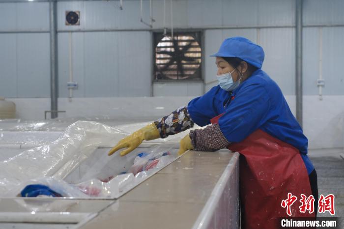 圖為一名工人正在檢查酸筍腌制情況?！⒖÷?攝