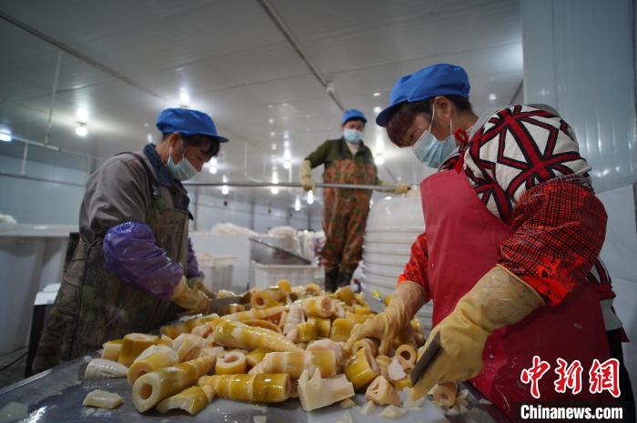 圖為多名工人正在將酸筍切成小塊?！№f國政 攝