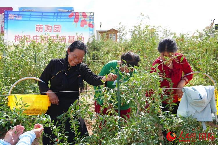 中寧縣來自西海固的移民大姐們一邊采摘新鮮枸杞一邊歌唱，笑由心生。人民網(wǎng)記者 何蒨攝