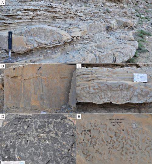 寒武系生物礁沉積模式示意圖?！∧瞎潘?供圖