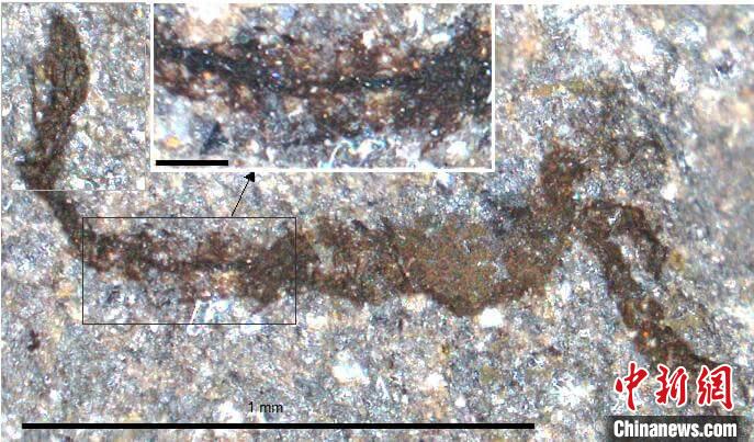一個類似于寒武紀大附肢綱節(jié)肢動物Yohoia的新物種(圖片來自Joe Botting)?！∈┢樟指瘛ぷ匀?供圖