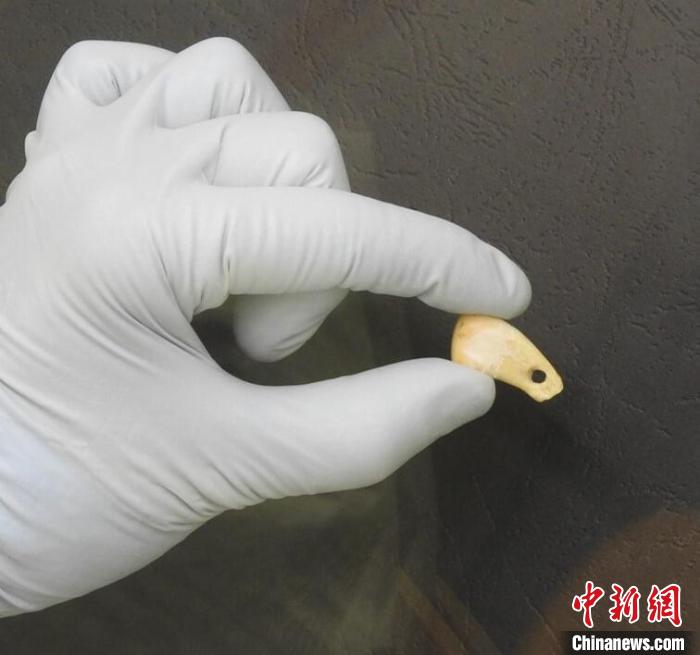 打孔鹿牙墜飾提取DNA后(圖片來(lái)自馬克斯·普朗克演化人類學(xué)研究所)?！∈┢樟指瘛ぷ匀?供圖