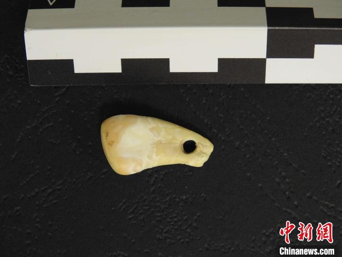 在南西伯利亞丹尼索瓦洞發(fā)現(xiàn)的打孔鹿牙墜飾(圖片來(lái)自馬克斯·普朗克演化人類學(xué)研究所)?！∈┢樟指瘛ぷ匀?供圖