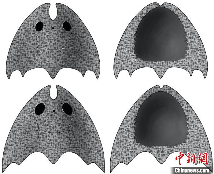 九江江夏魚(上)和后棘江夏魚(下)(史愛娟/繪)?！≈锌圃汗偶棺邓?供圖