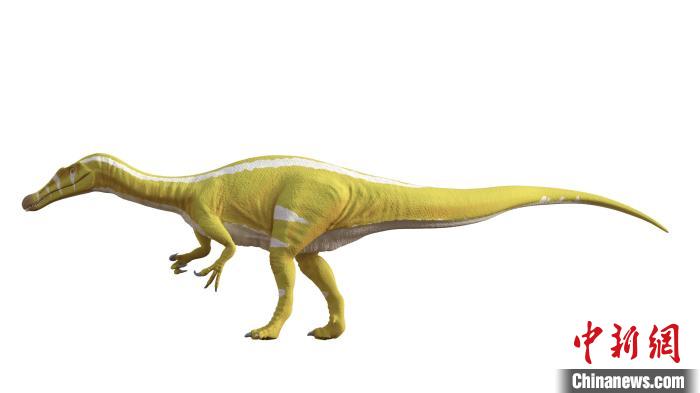 棘龍類新物種Protathlitis cinctorrensis(圖源Grup Guix)?！∈┢樟指瘛ぷ匀?供圖