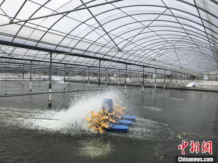 南美白對(duì)蝦養(yǎng)殖基地?！∠笊轿r蟹科技小院供圖