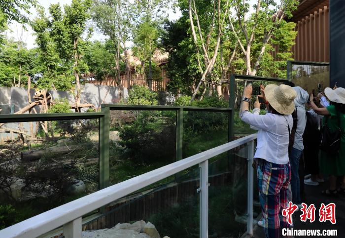 海外華文媒體近距離參觀大熊貓，探尋大熊貓的“大運情緣”?！⊥趵?攝