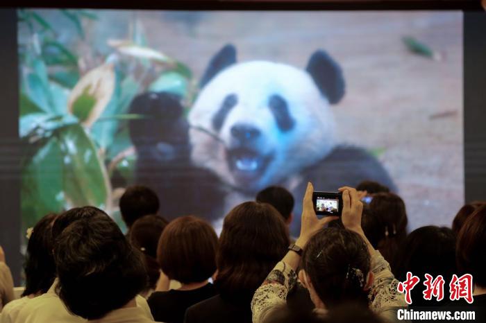 由中國駐東京旅游辦事處和東京中國文化中心共同主辦的大熊貓“香香”生日會在日本東京舉辦 蔣文月 攝
