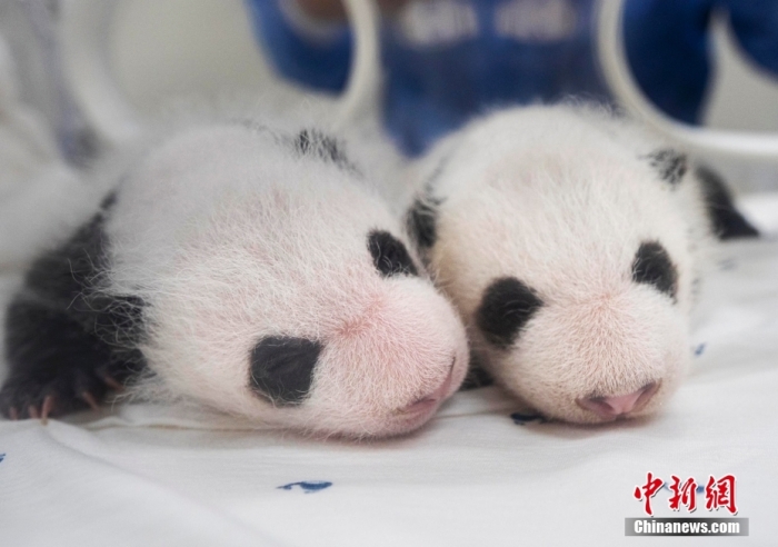 當?shù)貢r間8月7日，韓國三星愛寶樂園公布雌性雙胞胎大熊貓幼崽(左為姐姐，右為妹妹)于6日拍攝的滿月照。愛寶樂園 供圖
