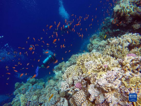  10月2日，人們?cè)诎＜拔髂伟雿u達(dá)哈布藍(lán)洞內(nèi)的珊瑚旁深潛。新華社記者 隋先凱 攝