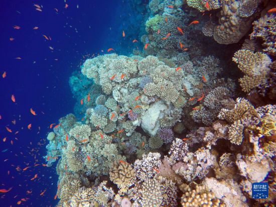  這是10月2日在埃及西奈半島達(dá)哈布藍(lán)洞內(nèi)拍攝的珊瑚和魚類。新華社記者 隋先凱 攝