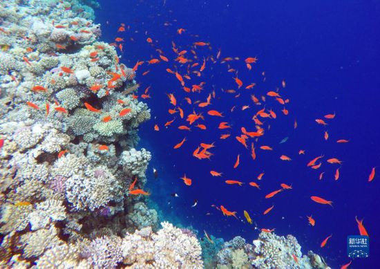  這是10月2日在埃及西奈半島達(dá)哈布藍(lán)洞內(nèi)拍攝的珊瑚和魚類。新華社記者 隋先凱 攝