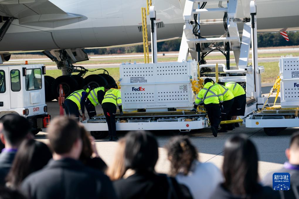 11月8日，在美國(guó)弗吉尼亞州的華盛頓杜勒斯國(guó)際機(jī)場(chǎng)，裝有大熊貓的特制“旅行包廂”準(zhǔn)備運(yùn)上專(zhuān)機(jī)。新華社記者劉杰攝