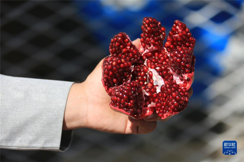 11月10日，在阿富汗首都喀布爾，商販展示產(chǎn)自阿富汗南部坎大哈省的石榴。新華社發(fā)（塞夫拉赫曼·薩菲攝）