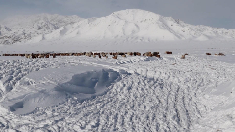 蒙古國近日發(fā)生雪災(zāi)。圖片來源：蒙政府網(wǎng)站