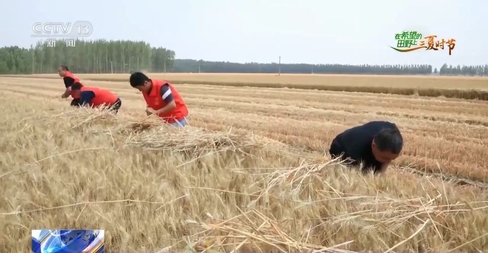 “三夏”生產(chǎn)思維導(dǎo)圖安排上了！還有政府大院等你來(lái)“曬”