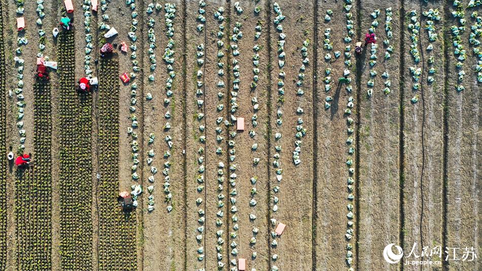 效佐社區(qū)村民對苗木進(jìn)行田間管理。丁華明攝