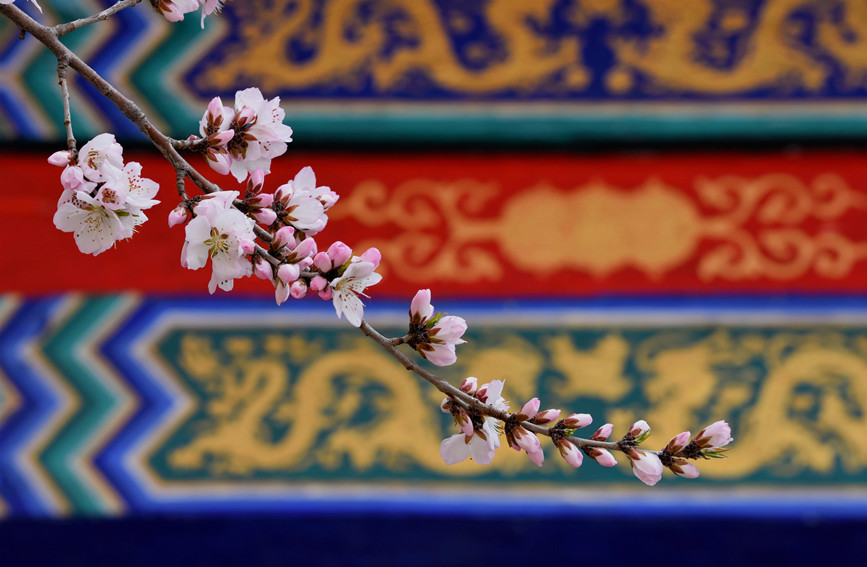 “云”賞桃花相映紅。紅橋區(qū)委宣傳部供圖