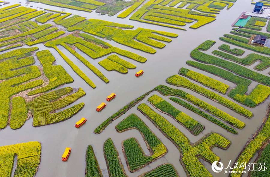 萬(wàn)畝“垛田”陸續(xù)披上金裝。周社根攝