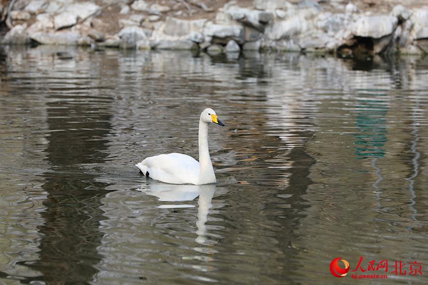 北京動(dòng)物園水禽湖上，水鳥游弋其中，傳遞春的消息。人民網(wǎng) 尹星云攝