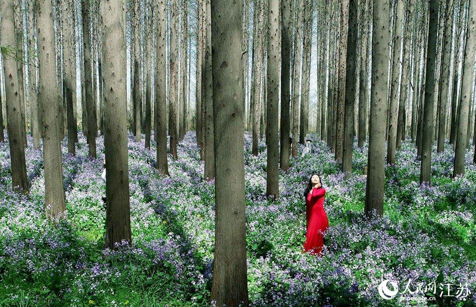 大地好像鋪上了夢幻般的地毯，分外迷人。陳義寶攝