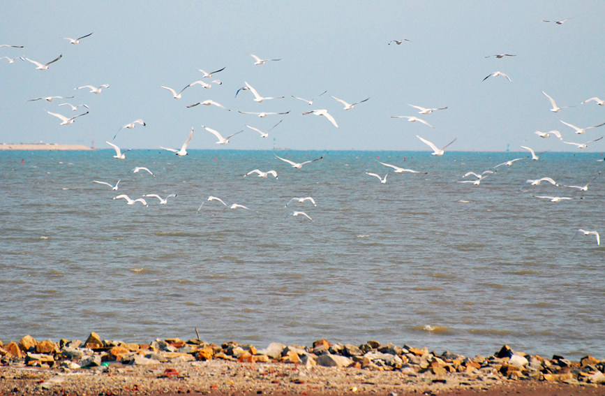 “鳥中大熊貓”遺鷗飛抵濱城。戈榮喜攝