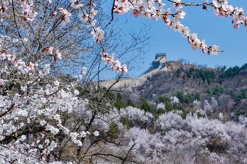 眼下，八達嶺長城內外春花爭艷。陸軍攝