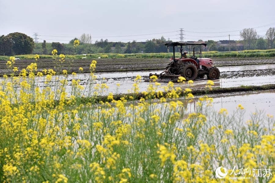 第一批早稻開始插播。崔煒攝
