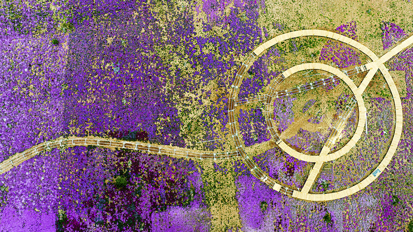 邯鄲市復(fù)興區(qū)德豐生態(tài)園的300畝芝櫻花進(jìn)入最佳觀賞期。放眼望去，五彩音符和豎琴造型下的芝櫻花恰似披上了一層色彩斑斕的錦緞，蔚為壯觀。聶長(zhǎng)青攝