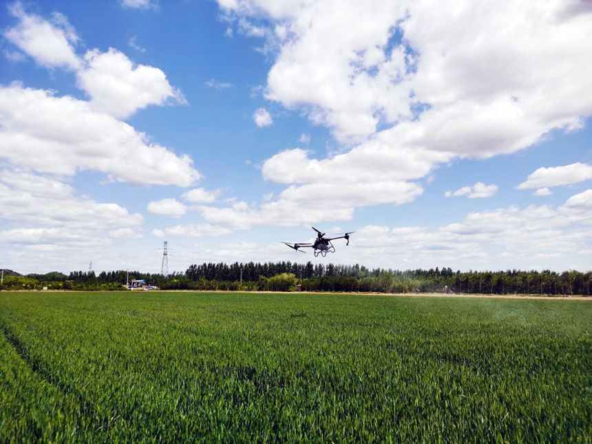 河北省遷安市扣莊鎮(zhèn)海沃之豐合作社利用植保無(wú)人機(jī)進(jìn)行“一噴三防”作業(yè)。 張友青攝