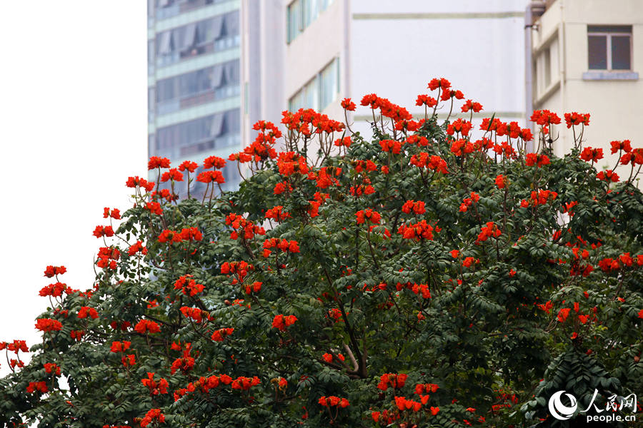 廈門市金榜公園旁的火焰木滿樹繁花。人民網(wǎng) 陳博攝