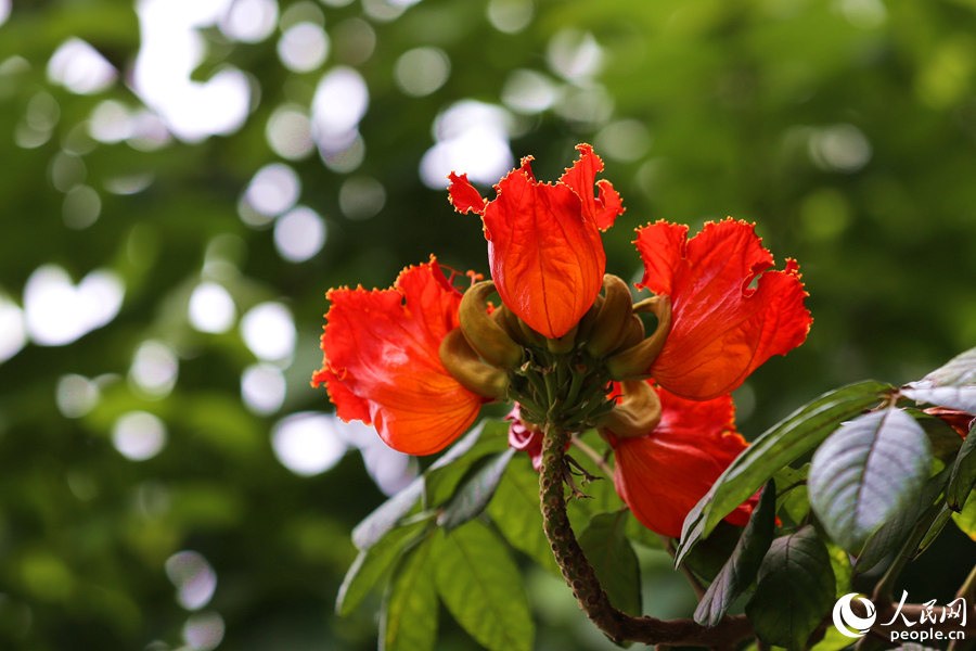 火焰木花冠呈鐘形。人民網(wǎng) 陳博攝