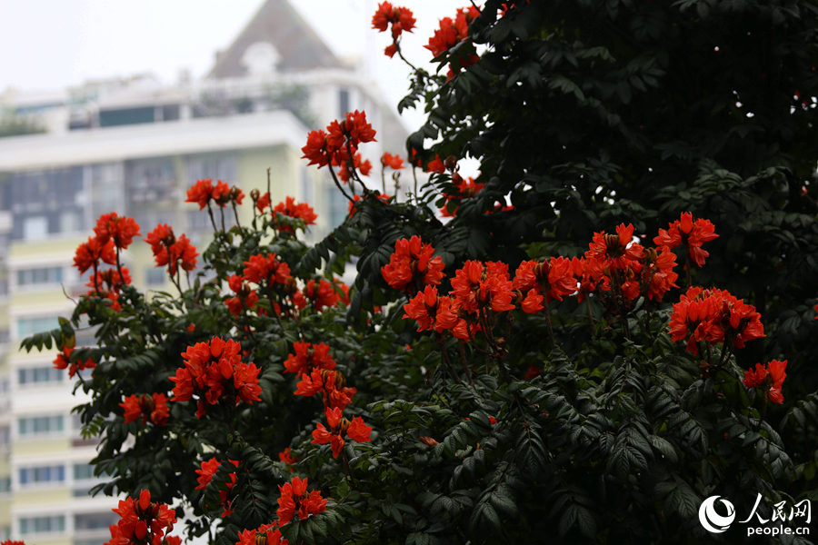 火焰木花朵遠(yuǎn)觀猶如燃燒的火。人民網(wǎng) 陳博攝